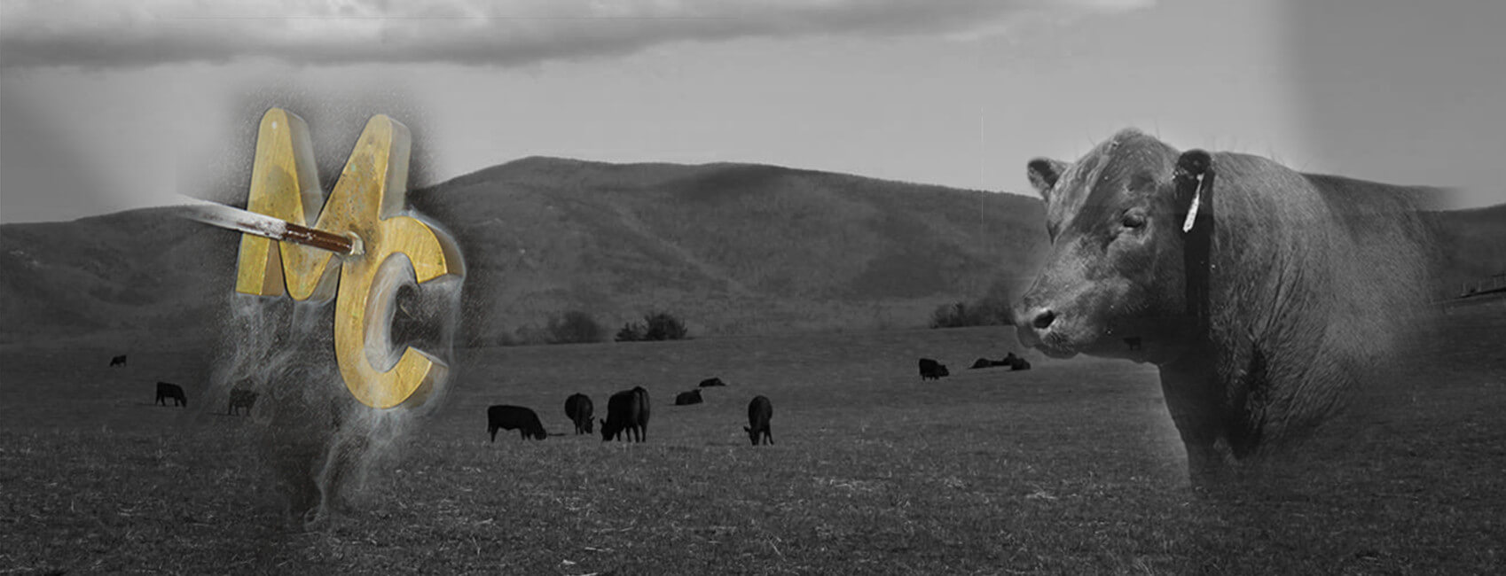 Home MC Livestock Angus Angus Cattle Virginia